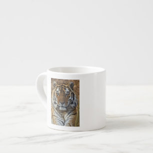 Tasse Expresso Tigre du Bengale, Panthera tigris, Zoo de Louisvil