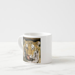 Tasse Expresso Tigre Zoo du Michigan
