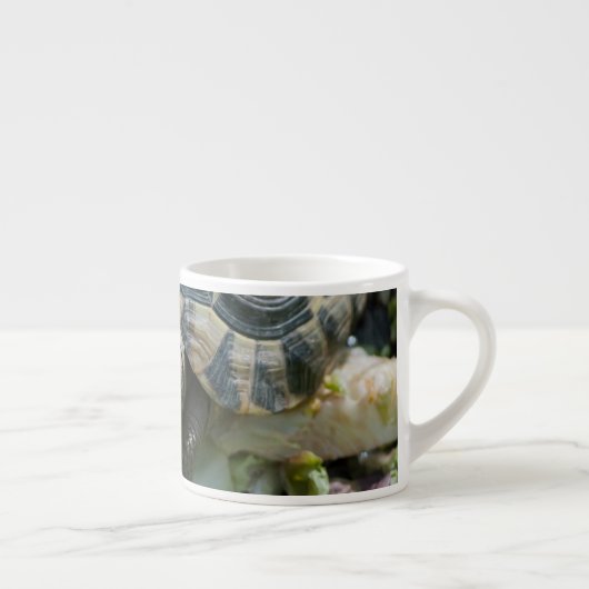 Tasse Expresso Tortue mûre (Droite)