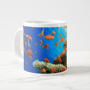 Tasse Géante Anthias de Lycommerce sur la barrière de corail