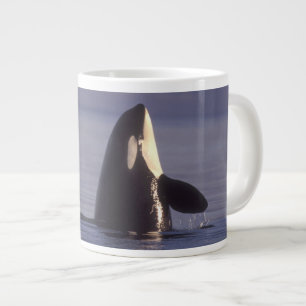 Tasse Géante Épaulard (Orque orcinus) en spyhopping près