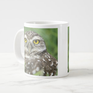 Tasse Géante États-Unis, Floride, Cape Coral, Chevêche des terr