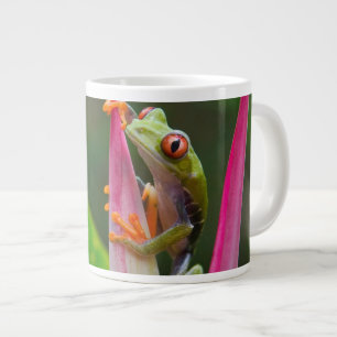 Tasse Géante Grenouille à oeil rouge, Costa Rica