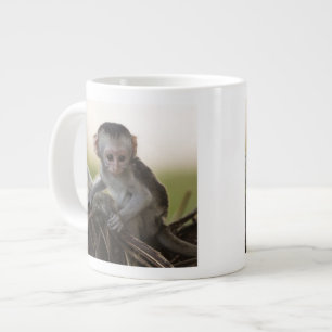 Tasse Géante Kenya, réserve de gibier de Samburu. Singe Vervet