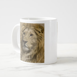 Tasse Géante Lion d'Afrique, Panthera leo, Portrait d'un