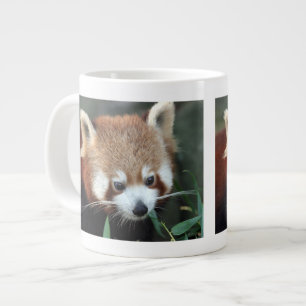 Tasse Géante Panda roux, Taronga Zoo, Sydney, Australie
