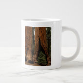Tasse Géante Redwood Trees, Sequoia National Park. (Droite)