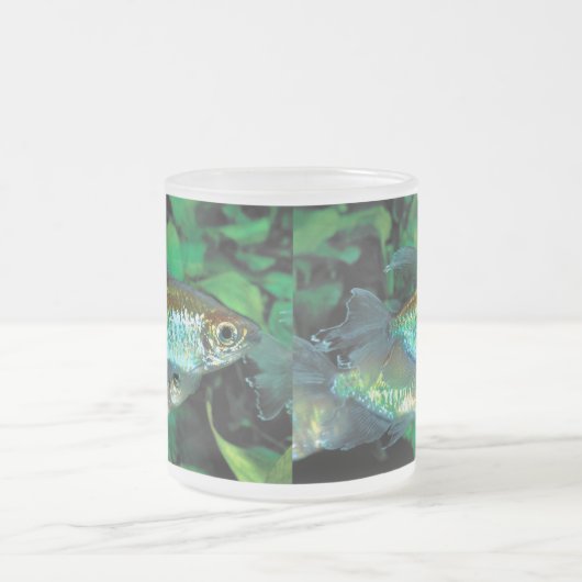Tasse Givré Congo tetra , Phenacogrammus interruptus (Centre)