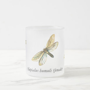 Tasse Givré Hepialus humuli femelle - Fosse fantôme ou Fantôme