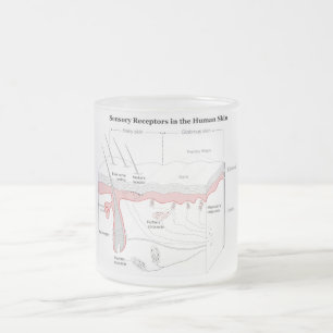 Tasse Givré Récepteurs sensoriels dans le diagramme humain de