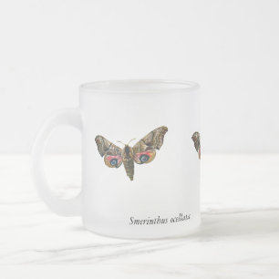 Tasse Givré Smerinthus ocellata - Eyed Hawk-Moth - Color Image