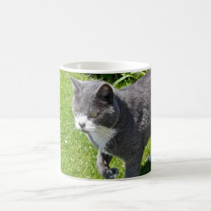 Tasse grise et blanche de chat