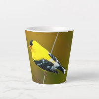 American Goldfinch - Photo originale