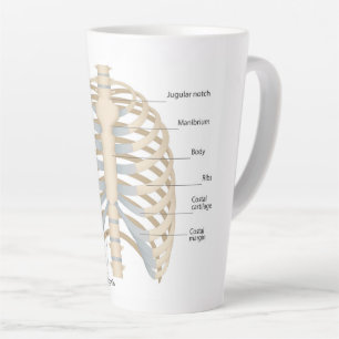 Tasse Latte Anatomie thoracique humaine