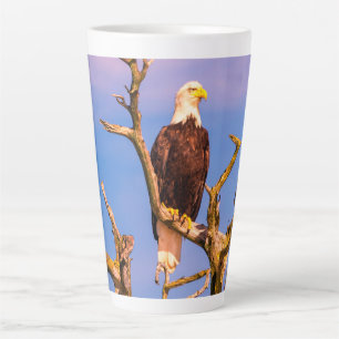 Tasse Latte Bald Eagle, Southern Gulf Islands, BC