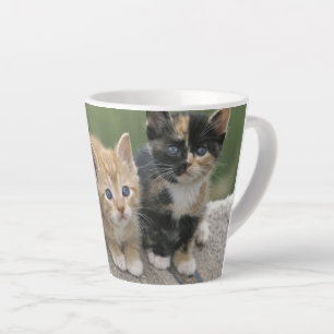 Tasse Latte Chatons de grange sur une couverture de cheval