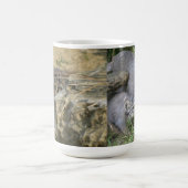 Tasse - le chat de Pallas (Centre)