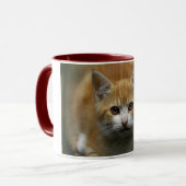 Tasse orange de chaton (Devant gauche)