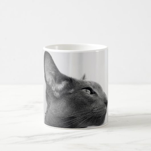 Tasse orientale de chat de Shorthair (Centre)