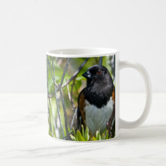 Tasse orientale de Towhee