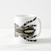 Tasse - regalis de Poecilotheria (Ornamental (Devant droit)