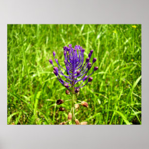 Tassel-Hyacinth-Poster Poster