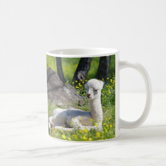 Tasses d'alpaga (Droite)