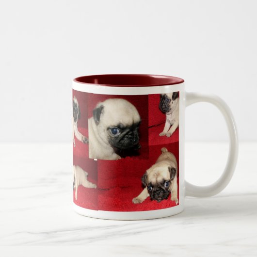 Tasses de carlin (Droit)