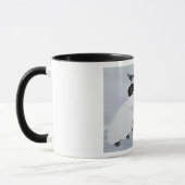 Tasses de nuits de Hannukah d'ours blancs (Gauche)