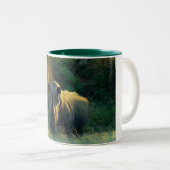 Tasses et tasses de café de regard fixe de (Devant droit)