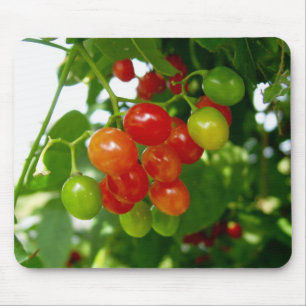 Taste de Berries Muismat