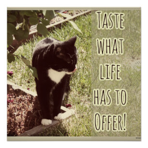 Taste Life Motivatie Kat Foto Quote Perfect Poster
