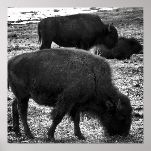 Tatanka Poster (Voorkant)