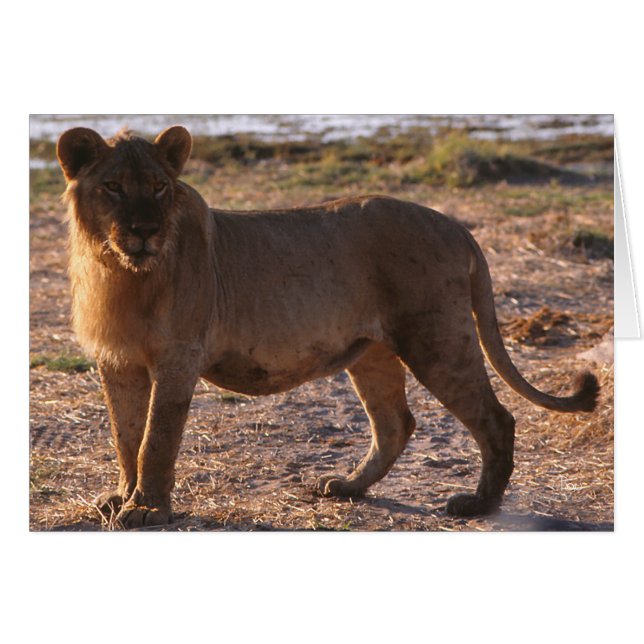 Tau, Lion, Foto (Voorkant Horizontaal)