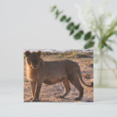 Tau, Lion, Foto Briefkaart (Staand voorkant)