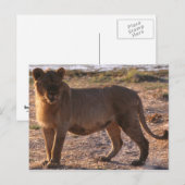 Tau, Lion, Foto Briefkaart (Voorkant / Achterkant)