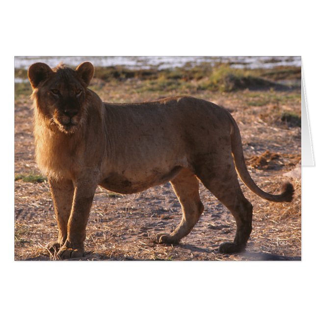 Tau, Lion, Photo (Devant Horizontal)