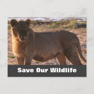 Tau Save Our Wildlife Briefkaart