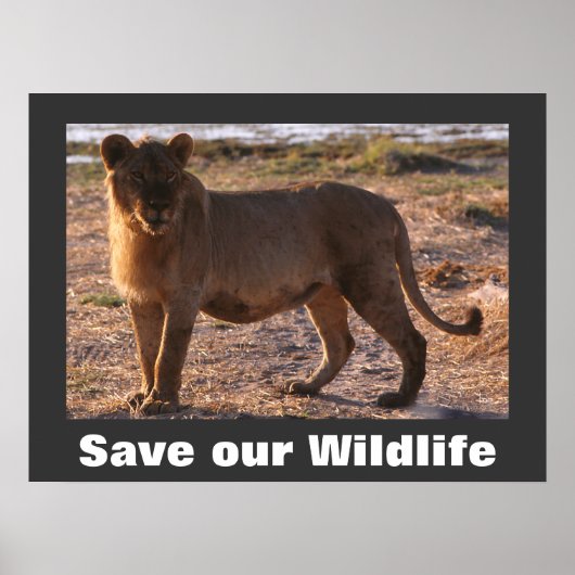 Tau Save Our Wildlife Poster (Devant)