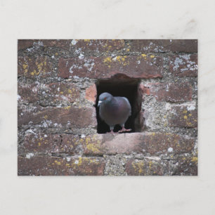 Taube-duif Briefkaart