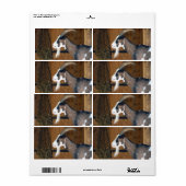 Tauernschecken-Ziege Etiket (Full Sheet)