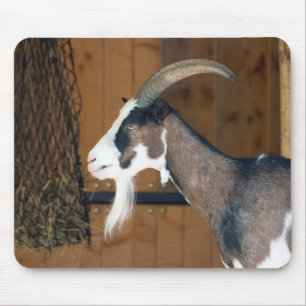 Tauernschecken-Ziege Muismat