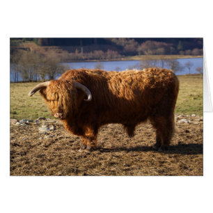 Taureau Highland Cattle, Écosse