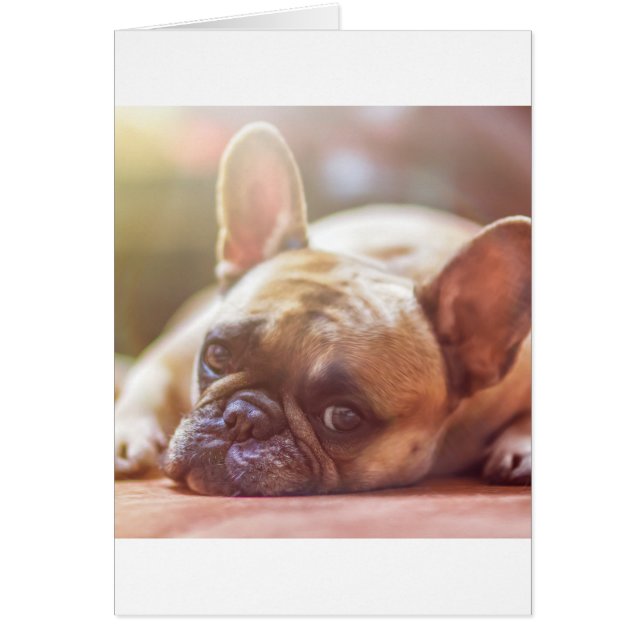 tauromachie (Devant)