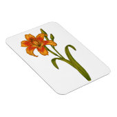 Tawny daylily magneet (Rechterzijde)