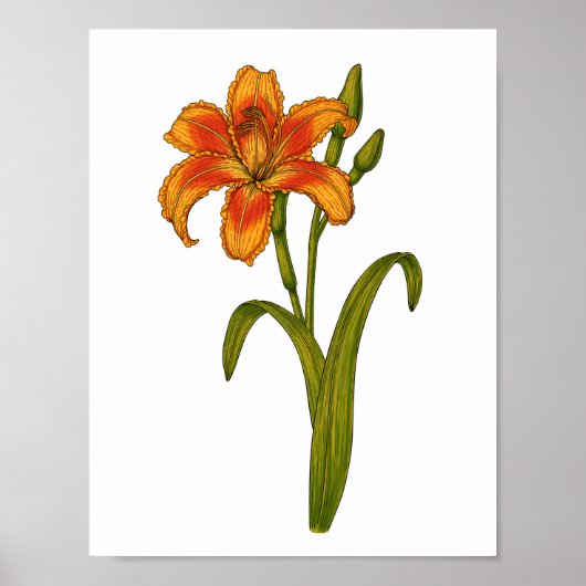 Tawny daylily poster (Voorkant)