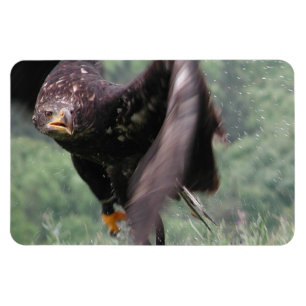 Tawny Eagle Magneet