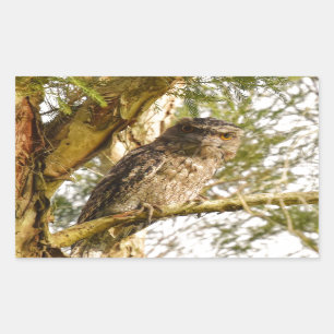 TAWNY FROGMOUTH QUEENSLAND AUSTRALIË RECHTHOEKIGE STICKER