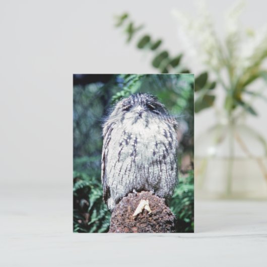 Tawny Frogmouth, Tasmania - Australië Briefkaart (Staand voorkant)