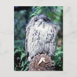 Tawny Frogmouth, Tasmania - Australië Briefkaart
